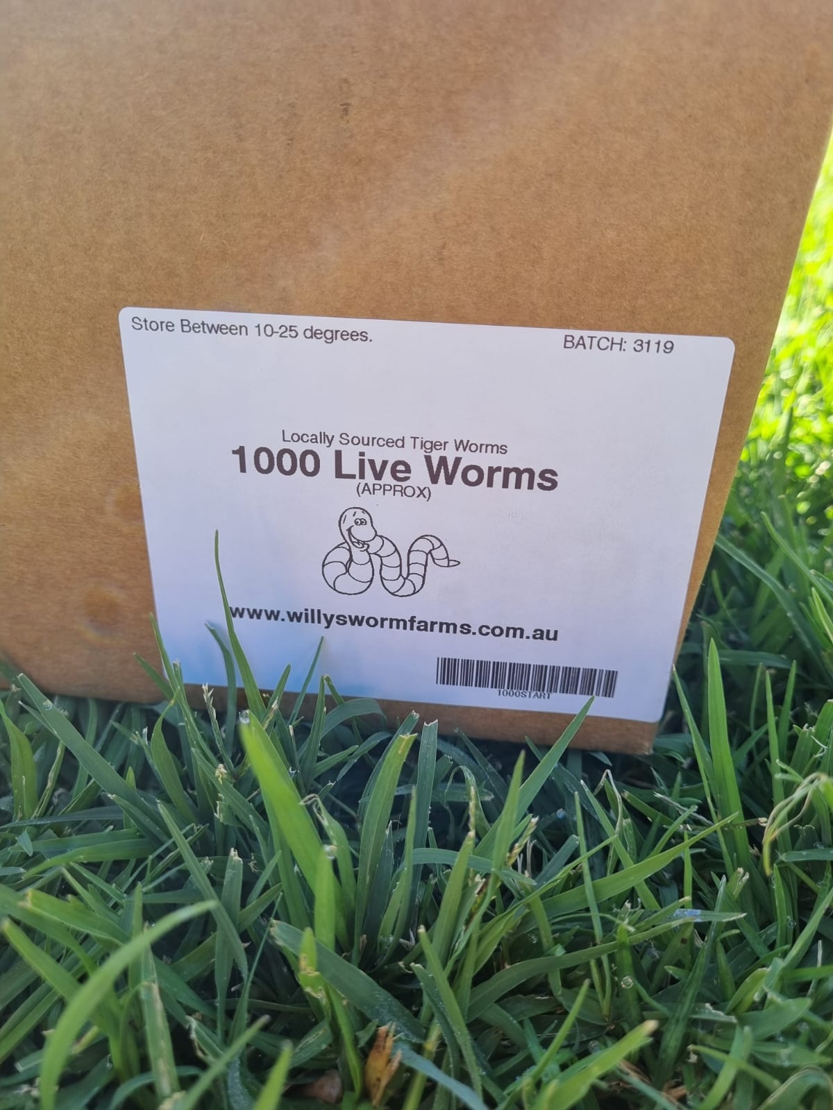 1000 Live Worms (Tiger Worms)