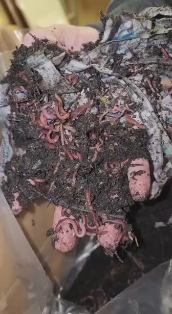 1000 Live Worms (Tiger Worms)